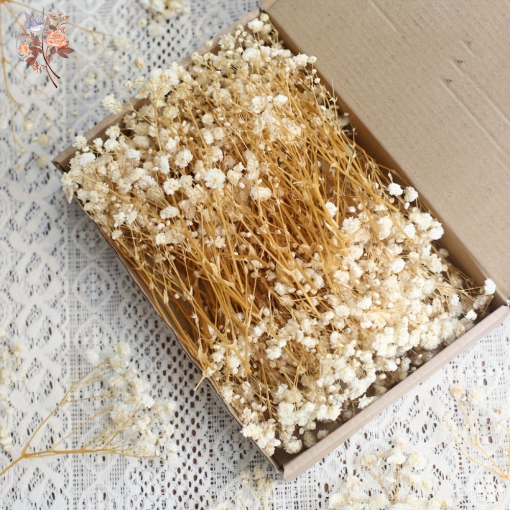 100pcs Mini Dried Baby's Breat - огляд і ціна Craft Embellishment